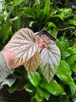 Begonia Beningo pink