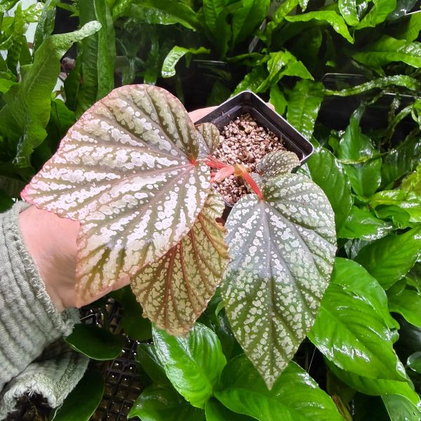 Begonia Beningo pink