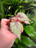 Begonia Morning Dew - Image 4