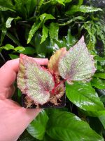 Begonia Morning Dew - Image 2