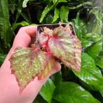 Begonia Morning Dew