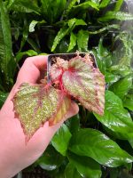 Begonia Morning Dew