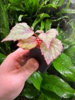 Begonia Morning Dew - Image 3