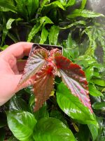 Begonia Black Magic - Image 5