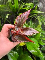Begonia Black Magic - Image 2