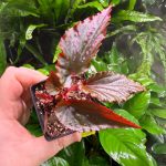 Begonia Black Magic