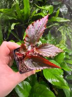 Begonia Black Magic