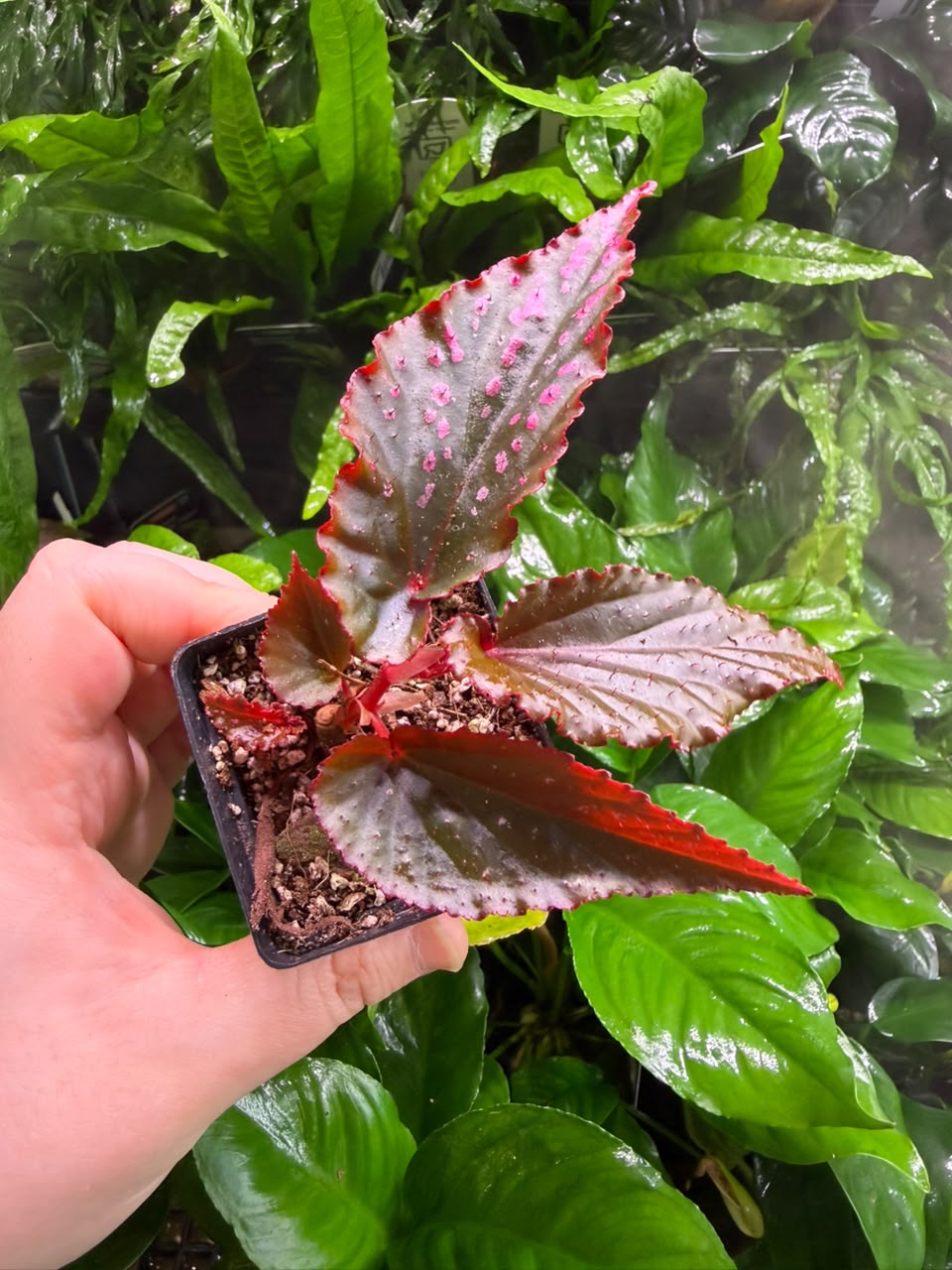 Begonia Black Magic Begonia Black Magic - Image 1