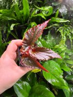 Begonia Black Magic - Image 4