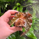 Begonia Black Forest