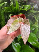Begonia Red Berry white - Image 3