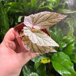 Begonia Red Berry white