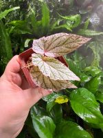 Begonia Red Berry white