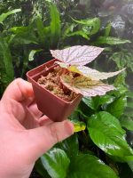 Begonia Red Berry white - Image 2