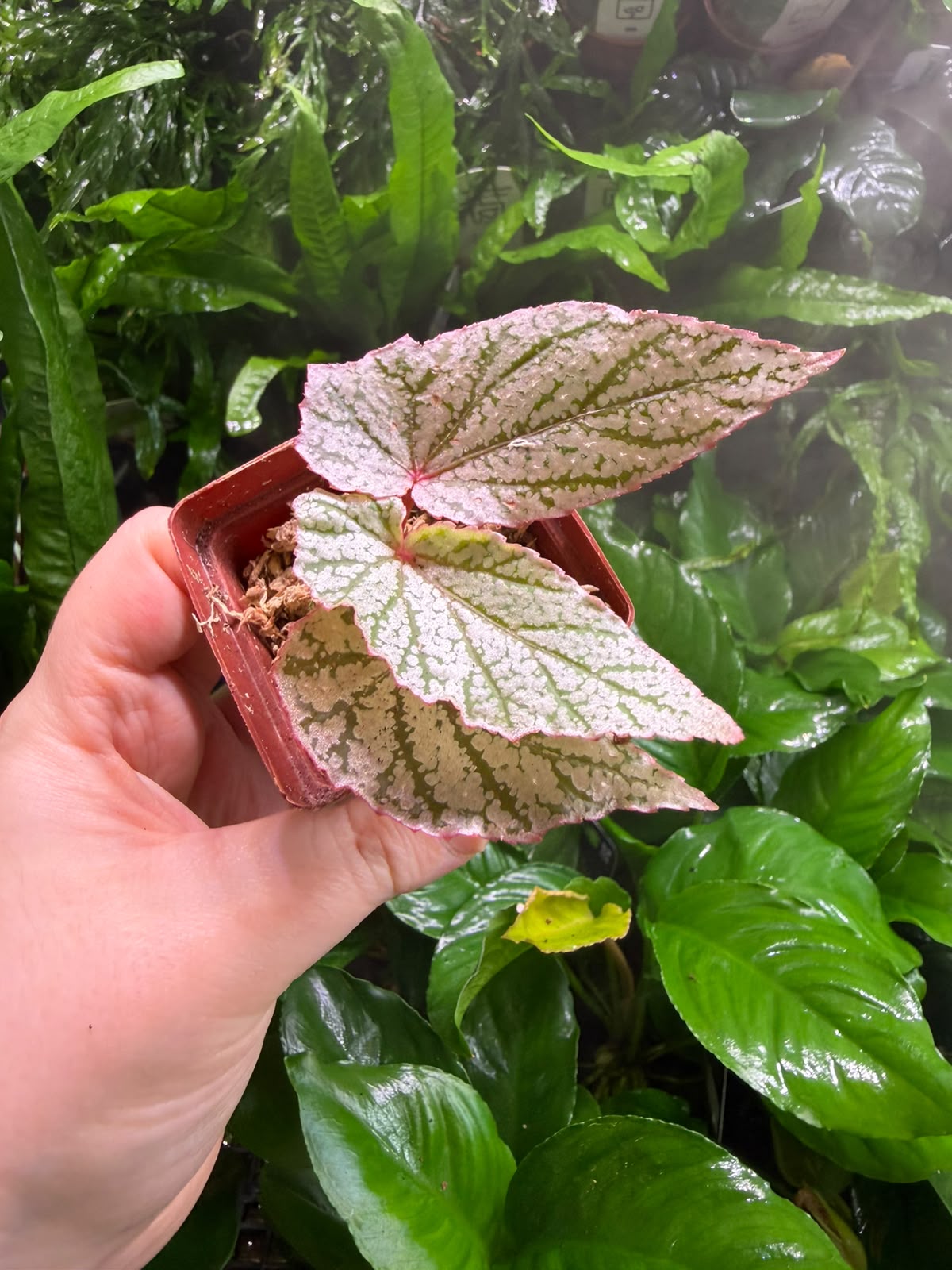Begonia Red Berry white 1 Begonia Red Berry white - Image 1