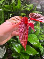 Begonia Maculata Pink Spot - Image 4