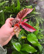 Begonia Maculata Pink Spot - Image 3