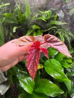 Begonia Maculata Pink Spot - Image 2
