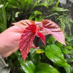 Begonia Maculata Pink Spot