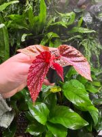 Begonia Maculata Pink Spot
