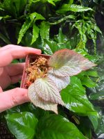 Begonia Rex Hybrid - Image 4