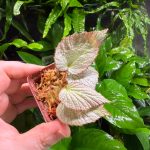 Begonia Rex Hybrid
