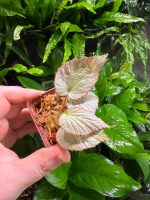 Begonia Rex Hybrid