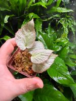 Begonia Rex Hybrid - Image 3