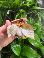 Begonia Rex Hybrid - Image 2