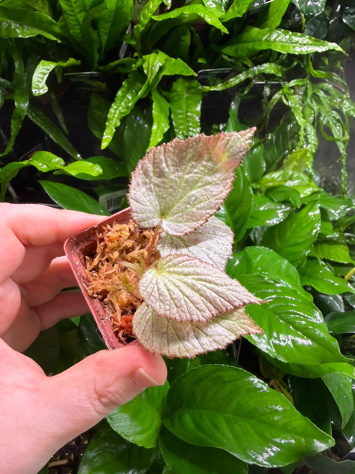 Begonia Rex Hybrid2 Begonia Rex Hybrid - Image 1