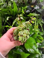 Ficus Pumila Variegata - Image 2