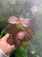Fittonia Pink - Image 3
