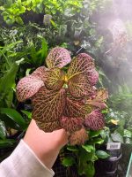 Fittonia Pink - Image 2