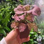 Fittonia Pink
