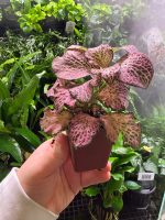 Fittonia Pink