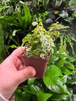 Ficus Pumila Variegata - Image 3