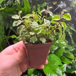 Ficus Pumila Variegata