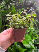 Ficus Pumila Variegata