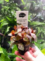 Kaiser Aquatics Ludwigia Repens super red - Image 2