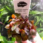 Kaiser Aquatics Ludwigia Repens super red
