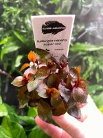 Kaiser Aquatics Ludwigia Repens super red