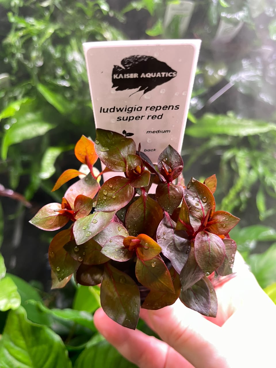 WhatsApp Image 2026-07-01 at 10.45.13 Kaiser Aquatics Ludwigia Repens super red - Image 1