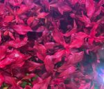 Kaiser Aquatics Ludwigia Repens super red - Image 3