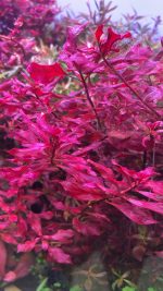 Kaiser Aquatics Ludwigia Repens super red - Image 4