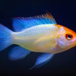 Platinum Ramirezi