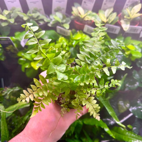Staghorn fern (platycerium Netherlands)