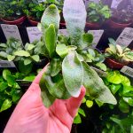 Macho Fern (Nephrolepsis)