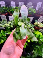 Macho Fern (Nephrolepsis)