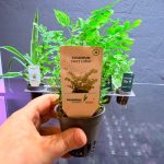 Dennerle Adiantum ‘Fritz Luthi’