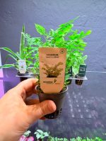 Dennerle Adiantum ‘Fritz Luthi’